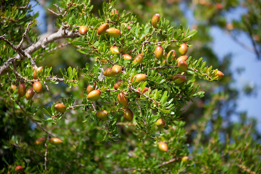 Argan trees