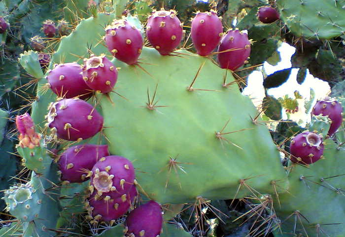 prickly-pear-seeds