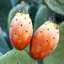 Prickly-Pear-Seed-Oil